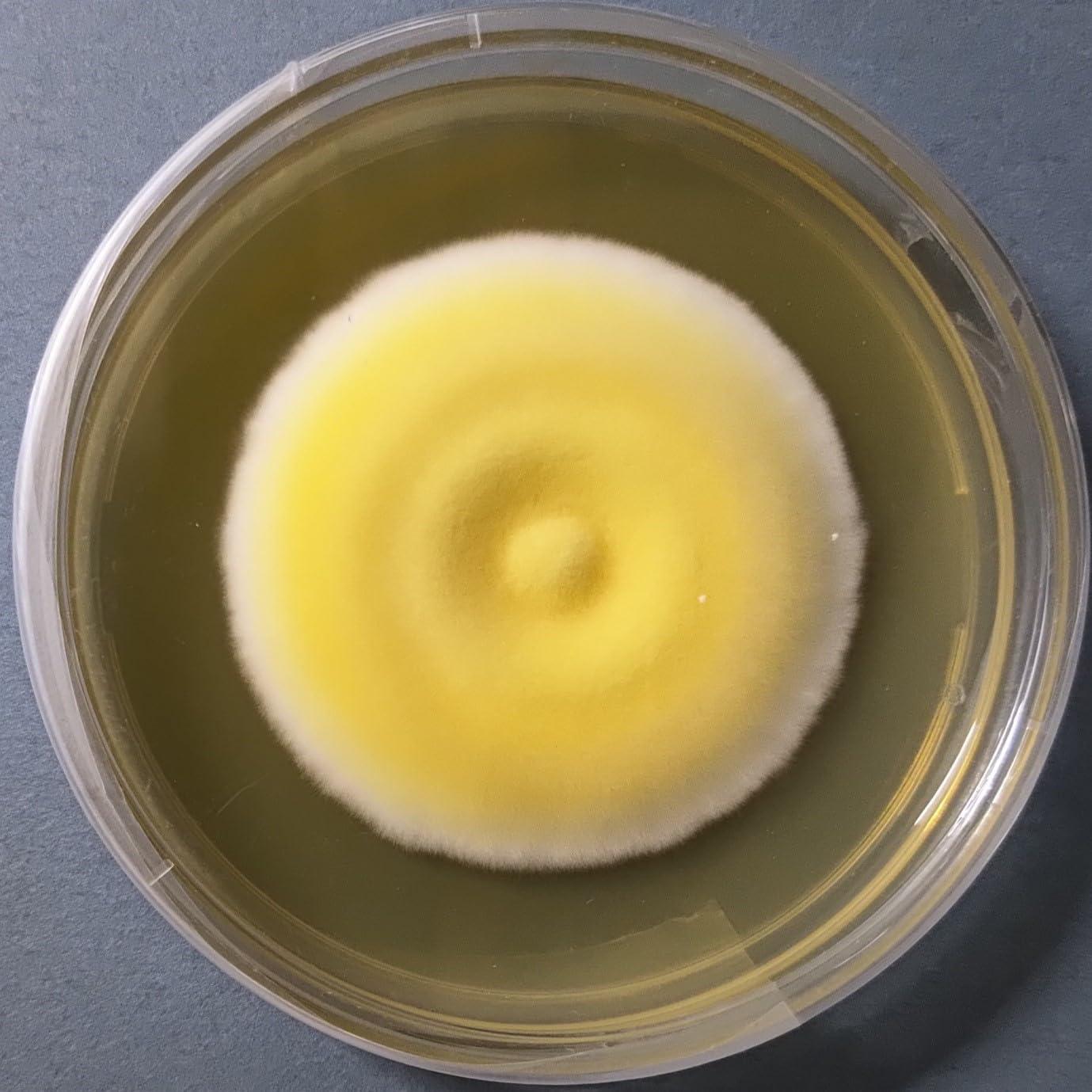 Mushroom lab