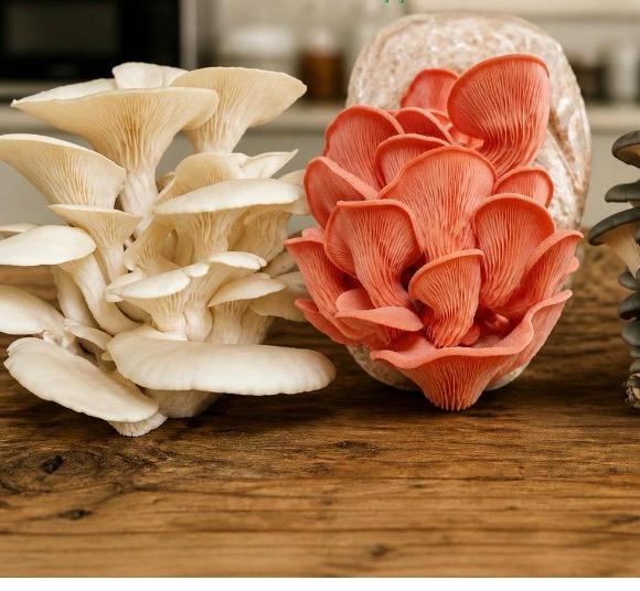 Mushroom cultivation