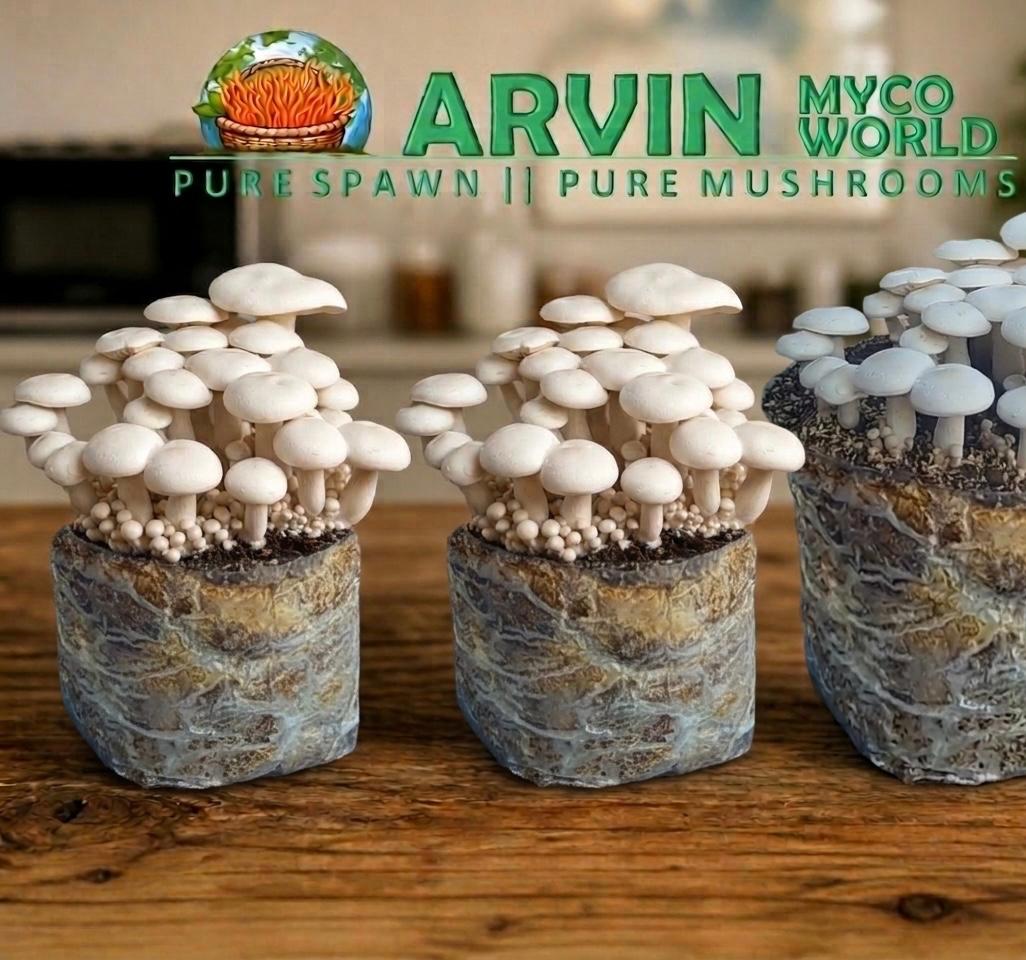 Fresh Milky Mushroom